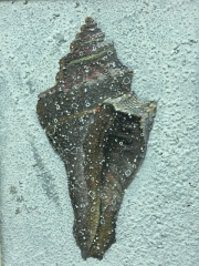 single shell - 2