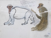 Standing-macaque-gouache-by-HENRI-SAMOUILOV7