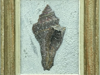 single shell